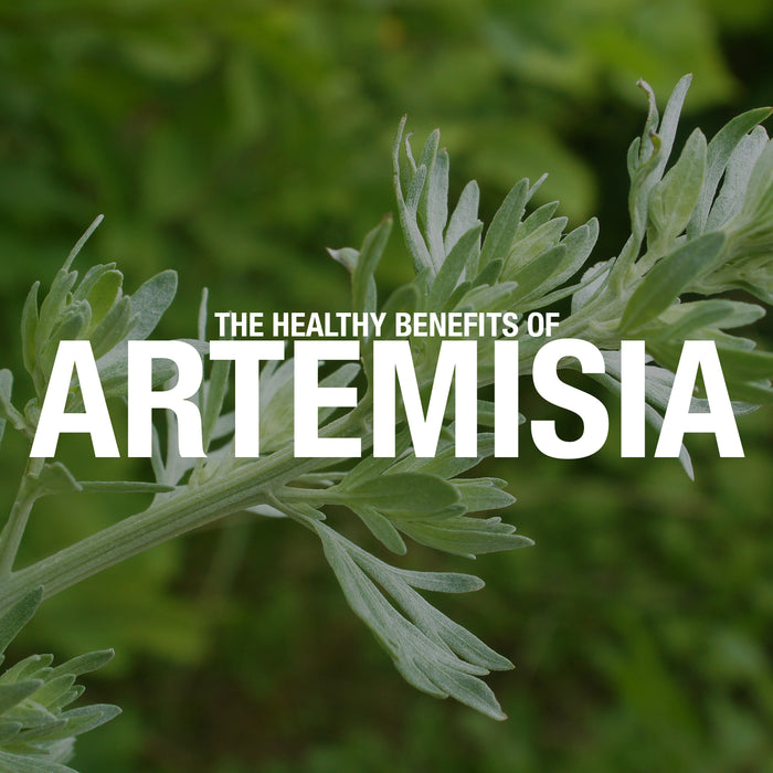 The Healthy Benefits of Artemisia
