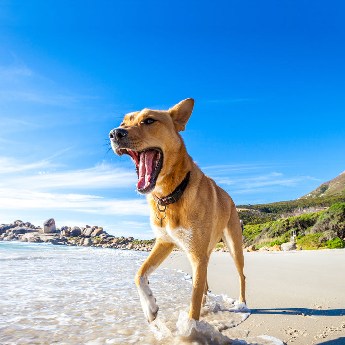 Diet & Nutrition Tips for Healthy Pets