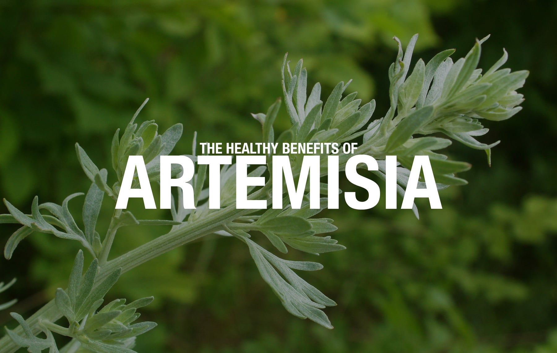 The Healthy Benefits of Artemisia