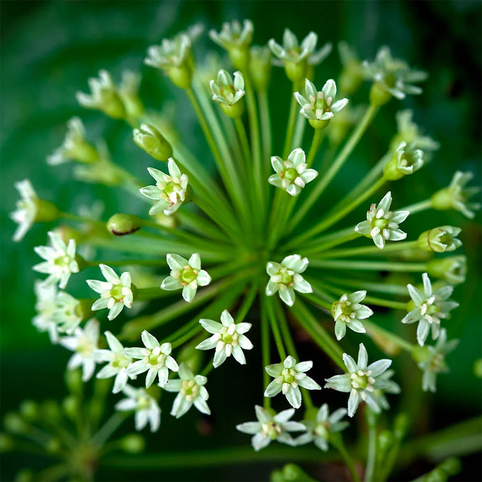 Eleuthero plant with green leaves, the herb in Herb Pharm Eleuthero extract